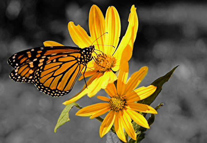 Selective Colour Butterfly
