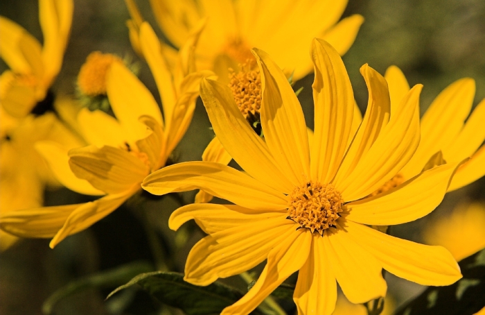 Yellow Flowers