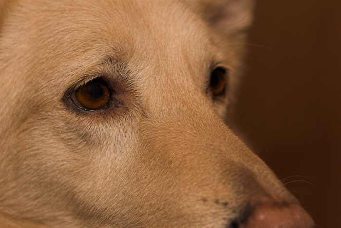 Begging Eyes