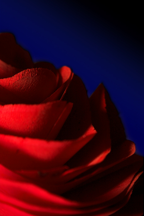 Wooden Flower