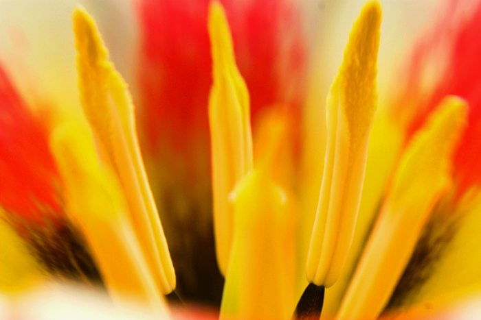 Flower Macro