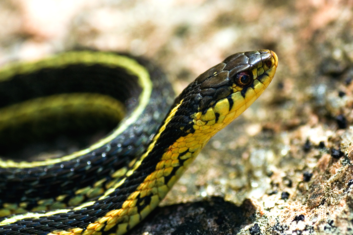 Snake Studies