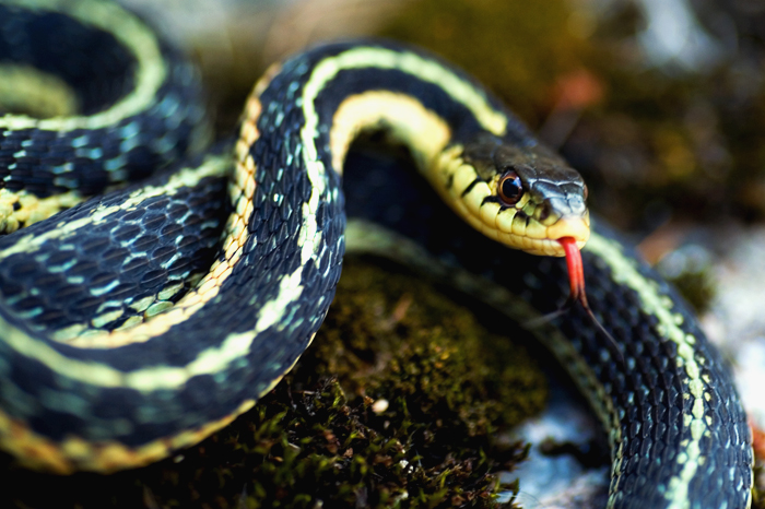 Snake Studies