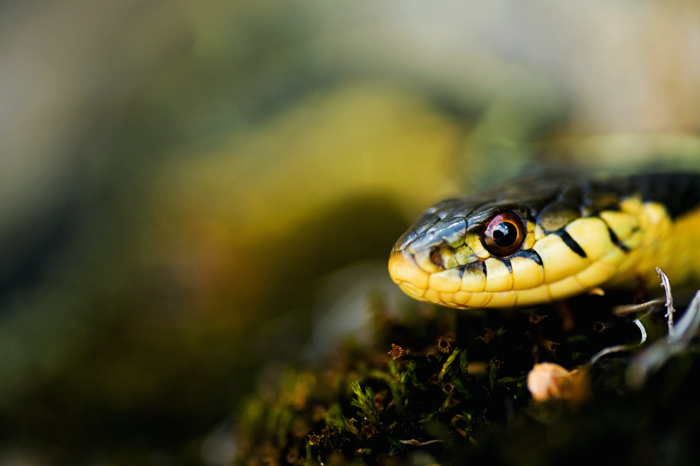 Snake Studies