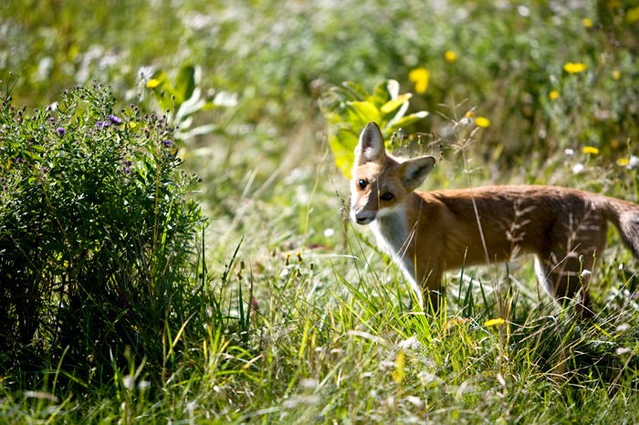 Hunting Fox