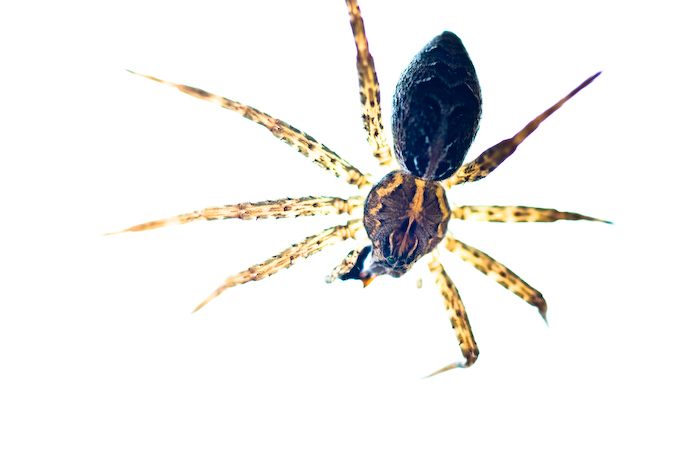 Eating Spider