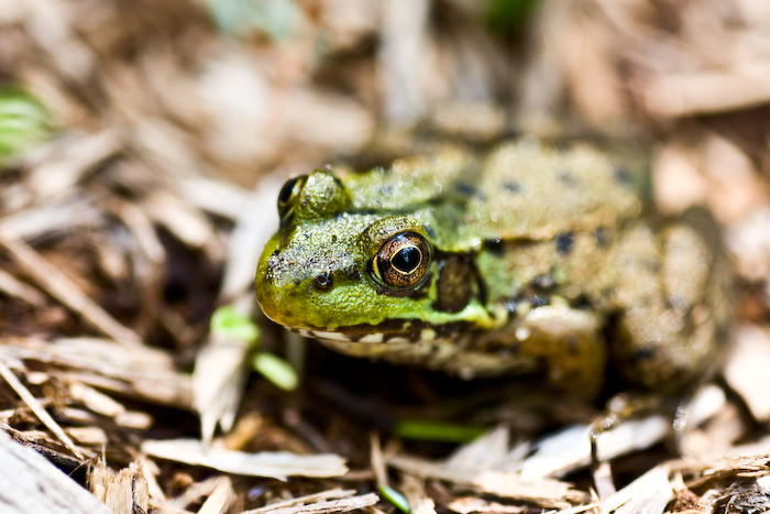 Frog