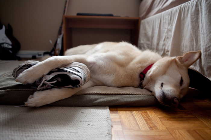 Moose and his shoe