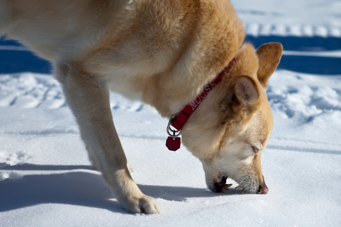 Cold Nose