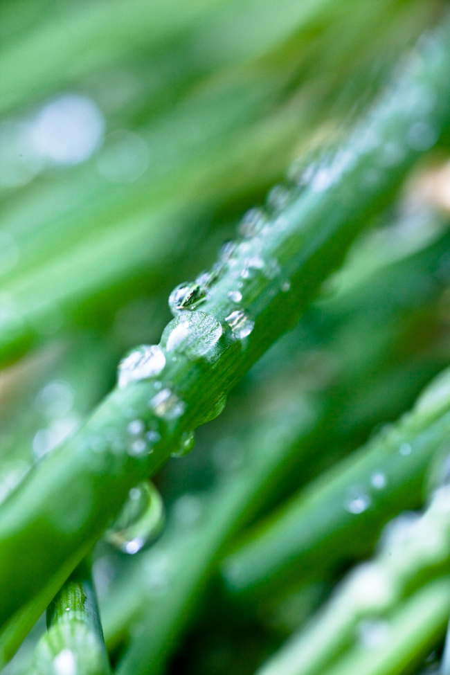 Water drops on grass