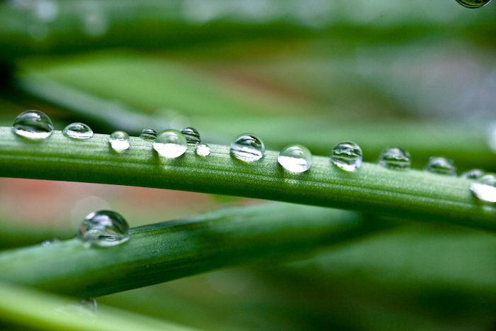 Water drops on grass