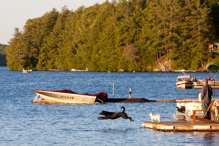 Dog Jump Series
