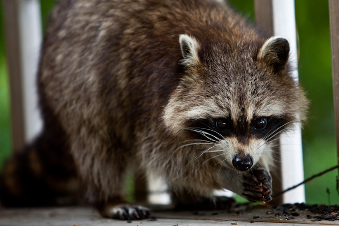 Hungry Raccoon