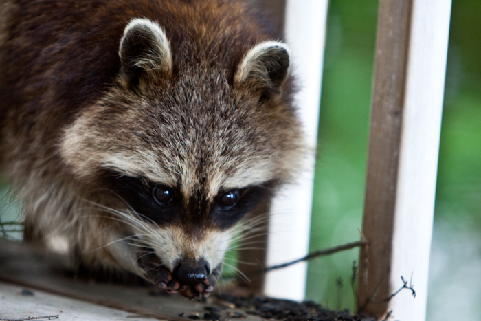 Hungry Raccoon