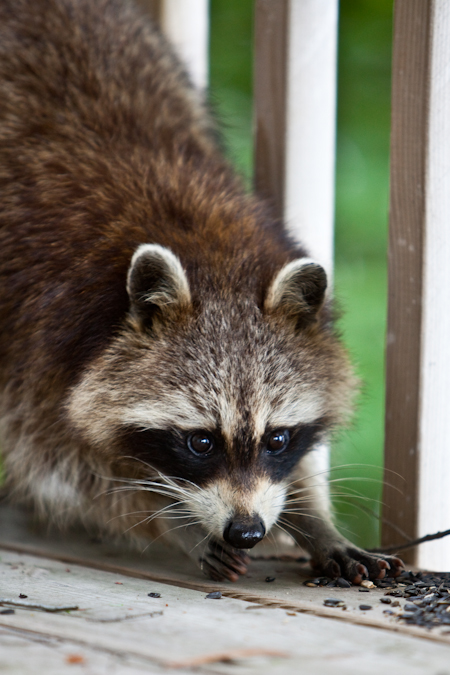 Hungry Raccoon