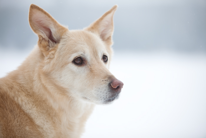 Snowy Moose Portrait