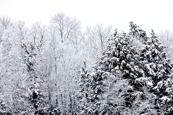Snowy Tree Tops