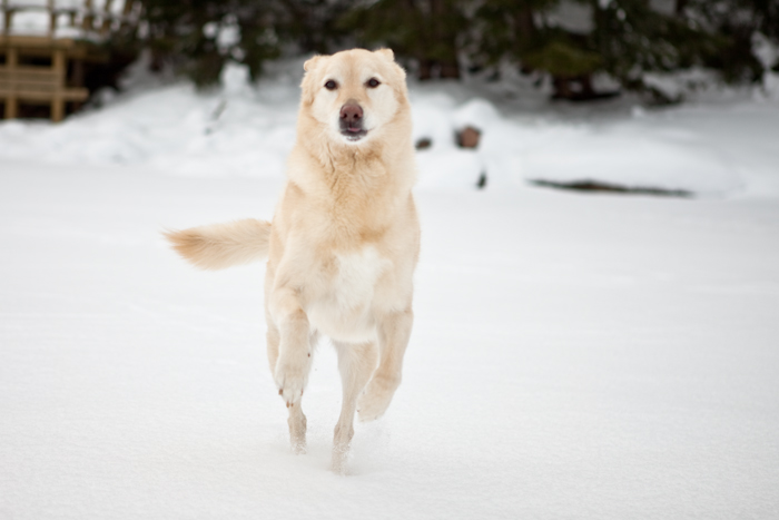 Running Moose