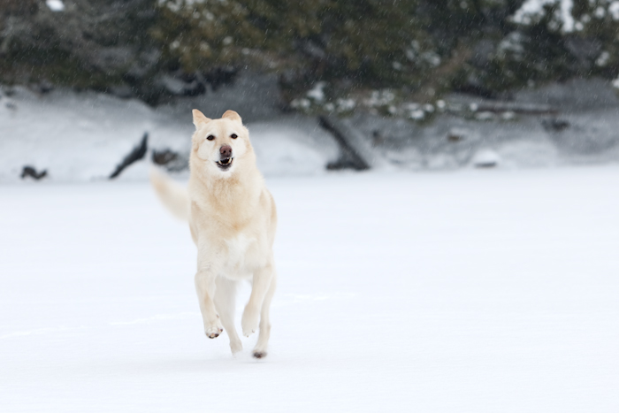 Running Moose