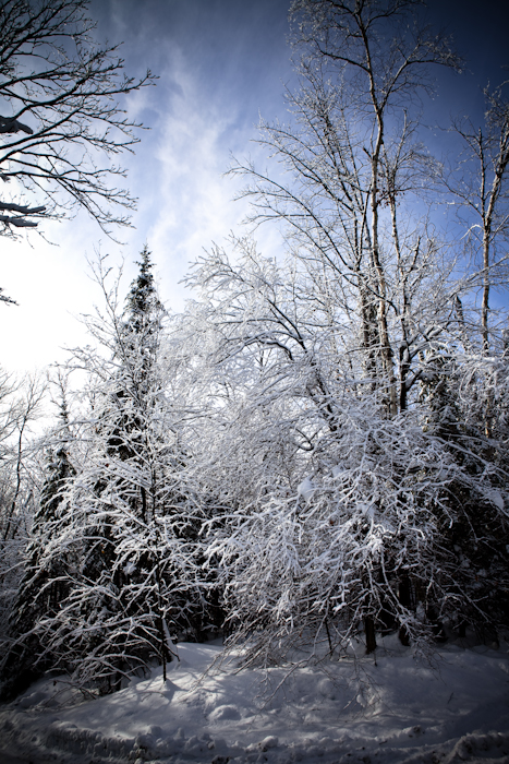 Covered Trees