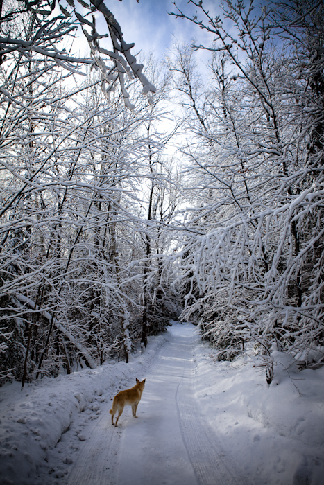Moose on the path