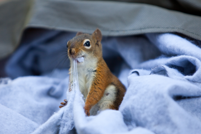 Red Squirrel