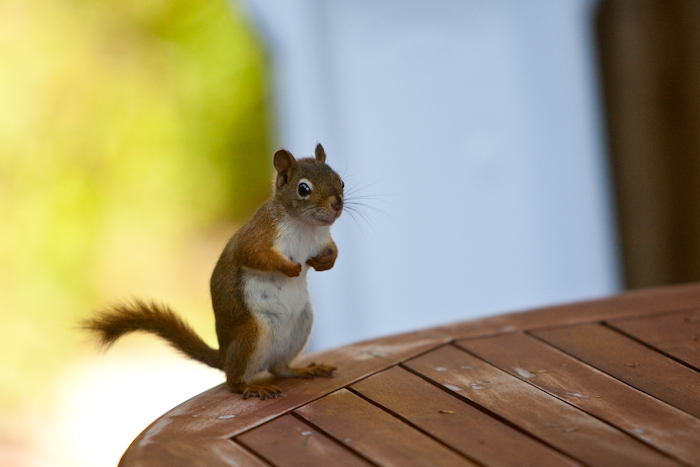 Red Squirrel