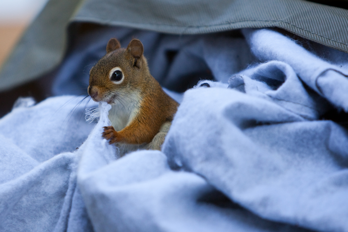 Red Squirrel